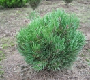 ´Tatry´ Mugo Pine
